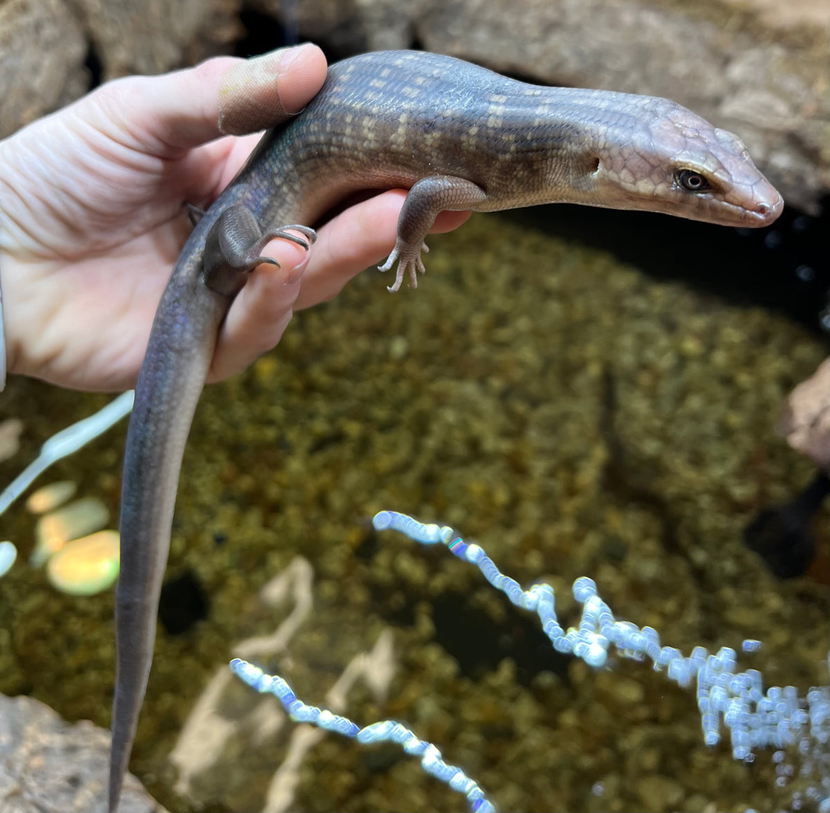 Solomon Island Giant Ground Skink – Scales and Tails of Ohio