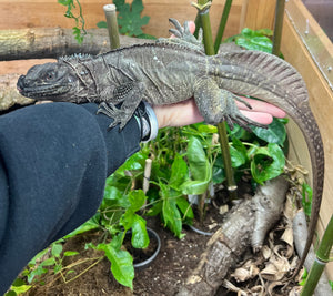 Adult Indonesian Giant Sailfin Dragon (1.1 Pair)