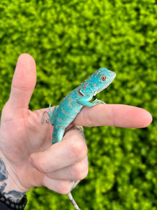 Baby Blue Iguana