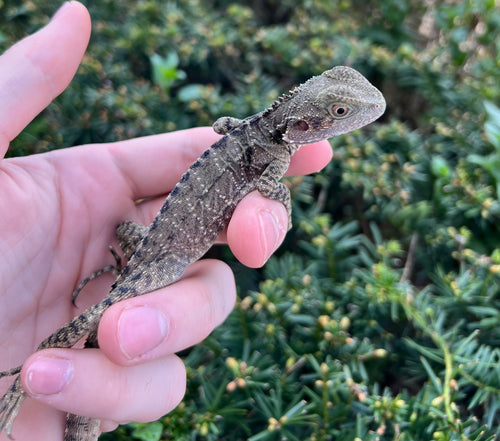 Baby Australian Water Dragon