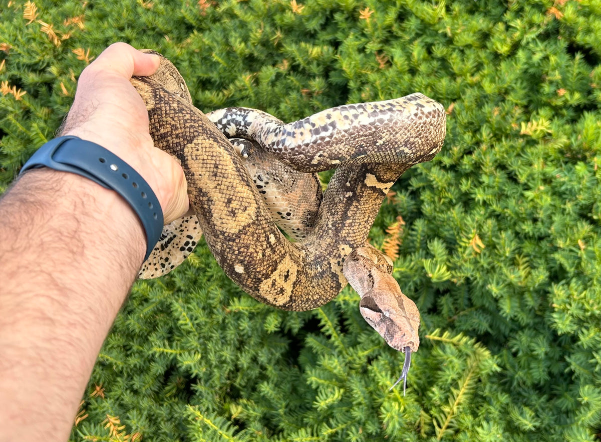 Adult Hog Island Boa (Male) – Scales and Tails of Ohio