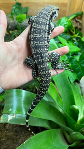 Baby Blue Tegu