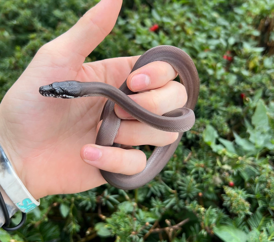 Baby Southern Black White-Lipped Python (Male)