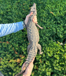 Sub-Adult Smooth-Fronted Caiman (Female)