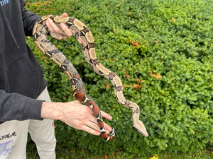 Sub-Adult Suriname Boa (Male 1)