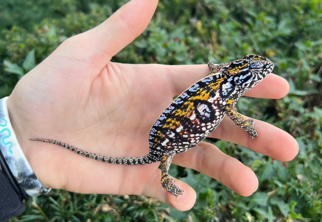 Adult Carpet Chameleon (Female)