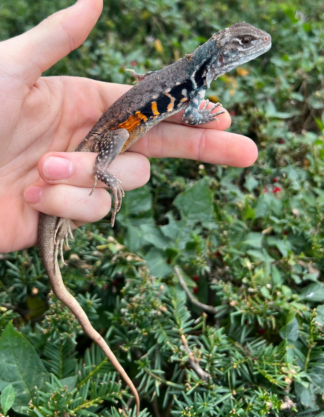 1.1 Adult Butterfly Agamas