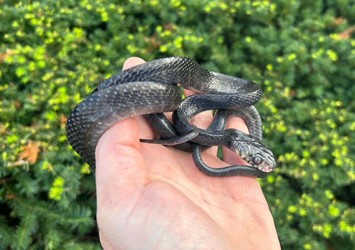 Sub-Adult Sulawesi Mangrove Snake (Male) – Scales and Tails of Ohio