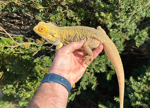 Adult Bearded Dragon (Male)
