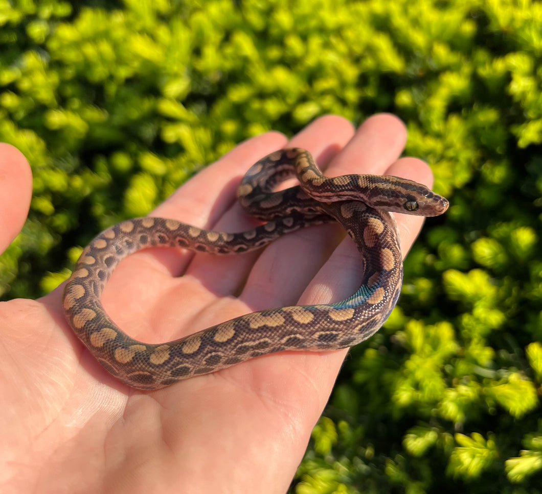 Baby het Leucistic Columbian Rainbow Boa