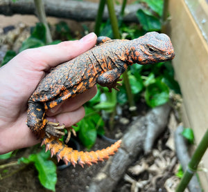 Adult Red Uromastyx