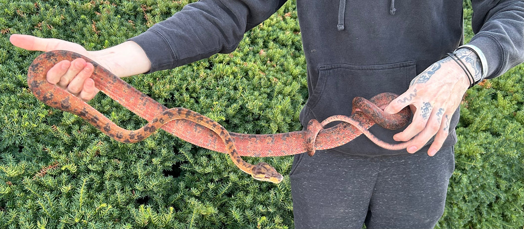 XL LTC ‘Colored’ Amazon Tree Boa (Proven Female)