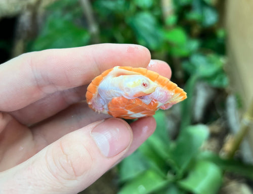 Baby Albino Pink-Bellied Sideneck Turtle