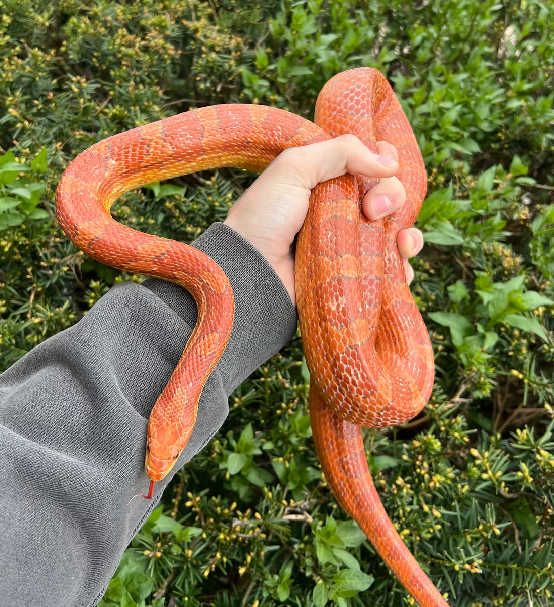 Adult Corn Snake (Male) – Scales and Tails of Ohio