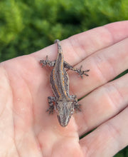 Load image into Gallery viewer, Baby Striped Gargoyle Gecko