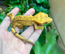 Load image into Gallery viewer, Adult Brindle partial Pinstripe Crested Gecko (Female)