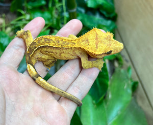 Adult Brindle partial Pinstripe Crested Gecko (Female)