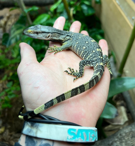 Baby Black Throat Monitor (3)