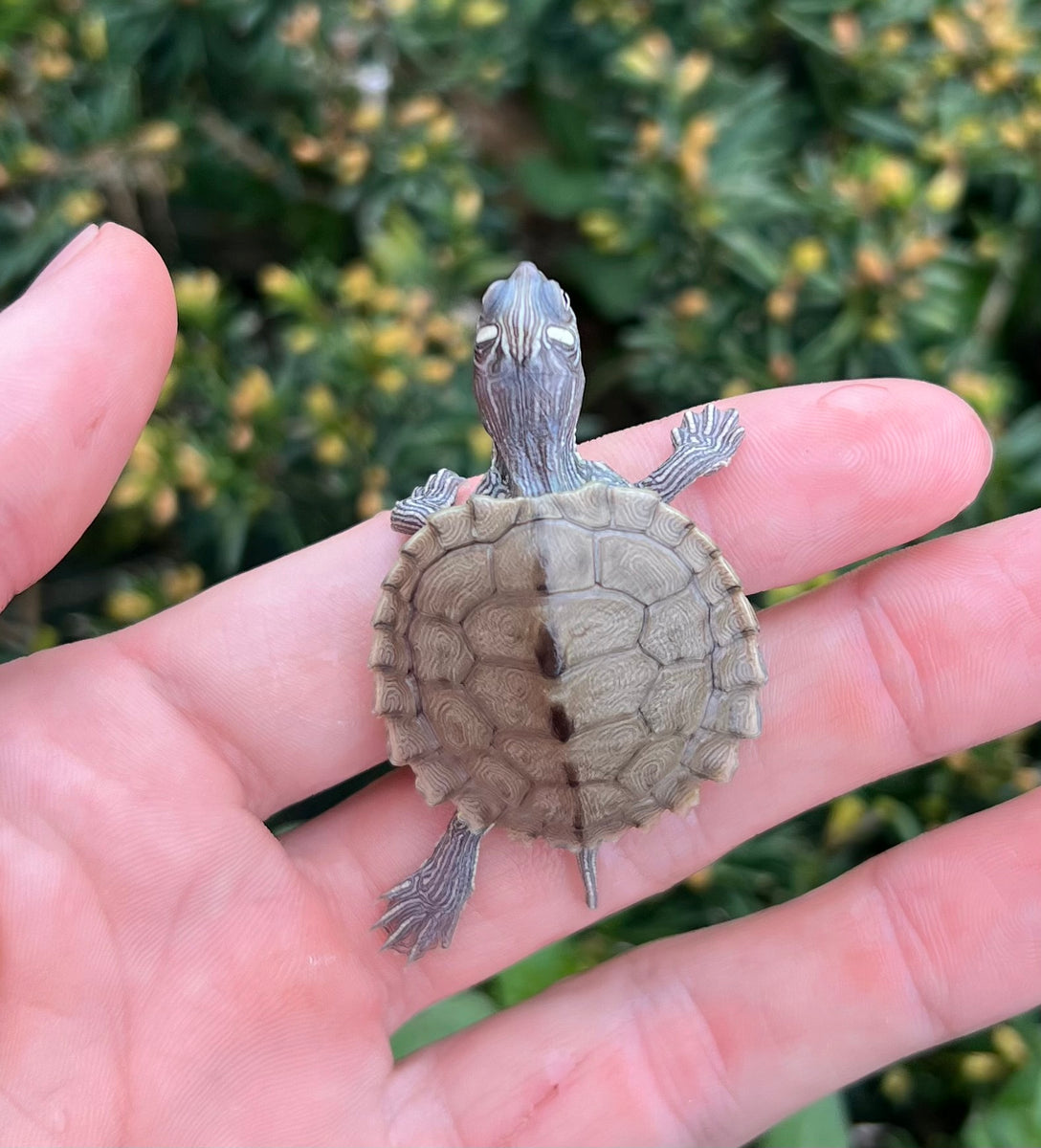 Baby False Map Turtle – Scales and Tails of Ohio