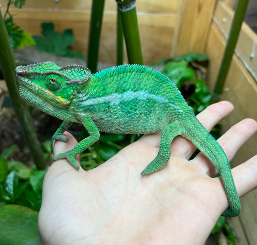 Adult Nosy-Be Panther Chameleon (Male 2)