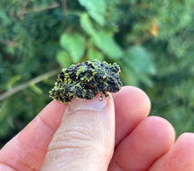 Load image into Gallery viewer, Baby Vietnamese Mossy Frog