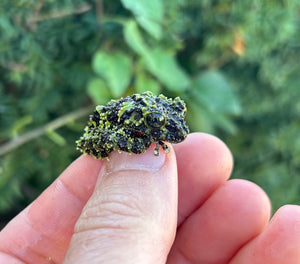 Baby Vietnamese Mossy Frog