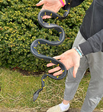 Load image into Gallery viewer, Adult ‘Reduced Patterned’ Malaysian Mangrove Snake (Male)