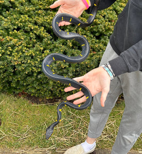 Adult ‘Reduced Patterned’ Malaysian Mangrove Snake (Male)