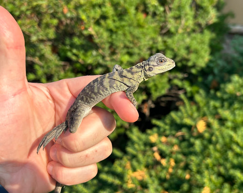 Baby Giant Sailfin Dragon