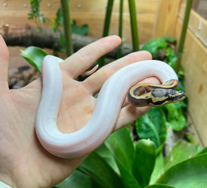 Baby ‘High-White’ Pastel Pied Ball Python (Female 3)