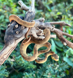 Baby Amazon Tree Boa (Male 4)