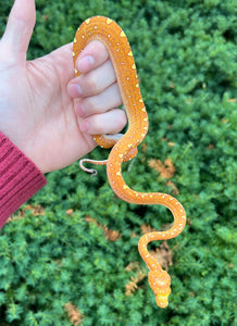 Baby Orange Biak Green Tree Python (3)