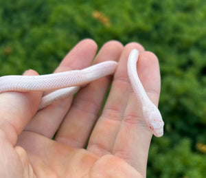 Baby Amelanistic Palmetto Corn Snake (Female)