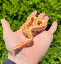 Load image into Gallery viewer, Juvenile Albino Rosy Boa (Female)