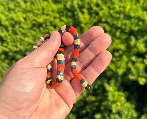 Baby Pueblan Milksnake