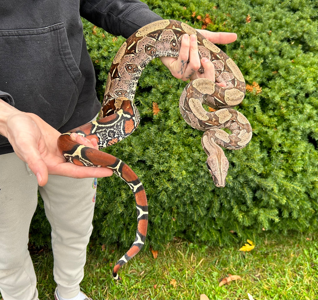 Sub-Adult Suriname Boa (Male 2)