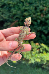 Baby Collared Tree Lizard