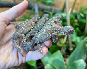 Baby Saudi Arabian Giant Uromastyx