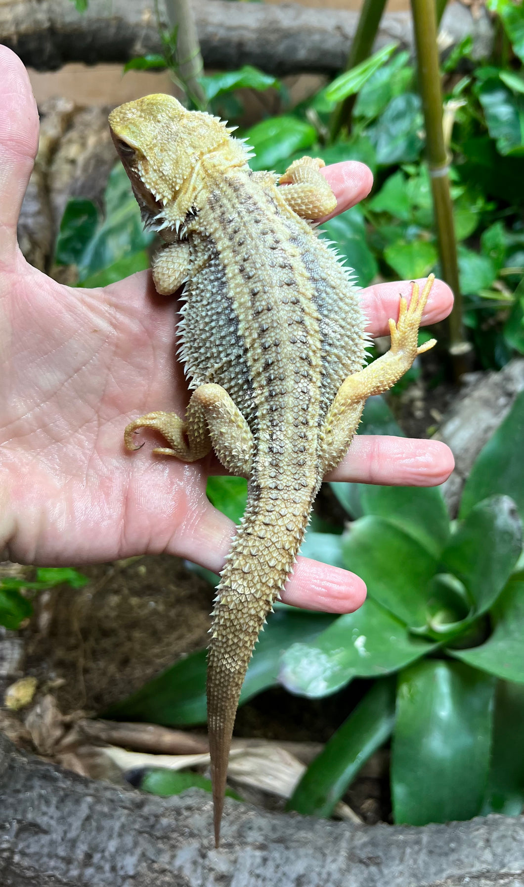 Adult Paradox Bearded Dragon (Male 1)