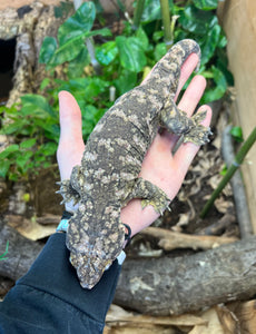 Adult Island X Leachianus Gecko (Male)