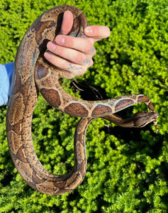 Sub-Adult Hypo Central American Boa (Female)