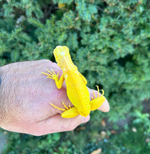 Load image into Gallery viewer, Baby Albino Iguana (2)