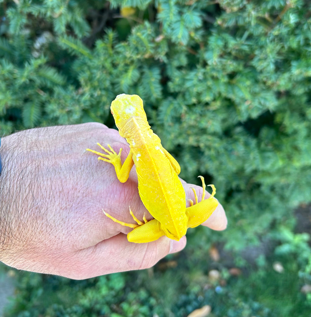 Baby Albino Iguana (2)