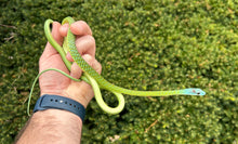 Load image into Gallery viewer, 1.1 Adult Blue-Headed Green Bush Snake (Pair)