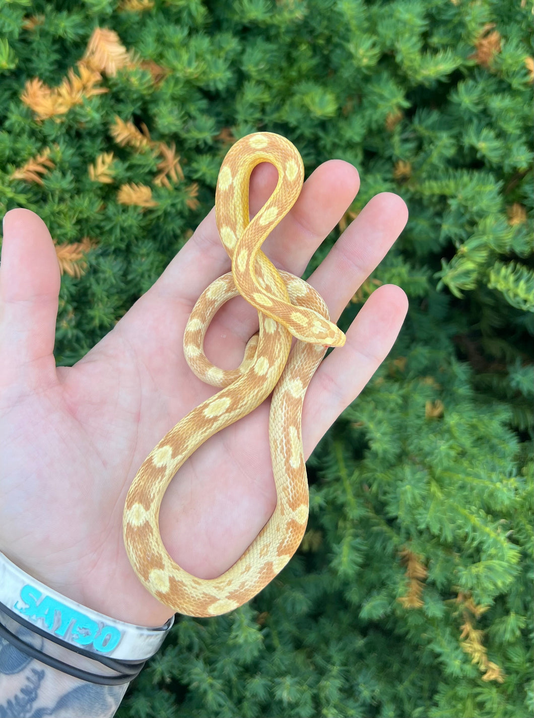 Juvenile Butter Motley Corn Snake (Female)