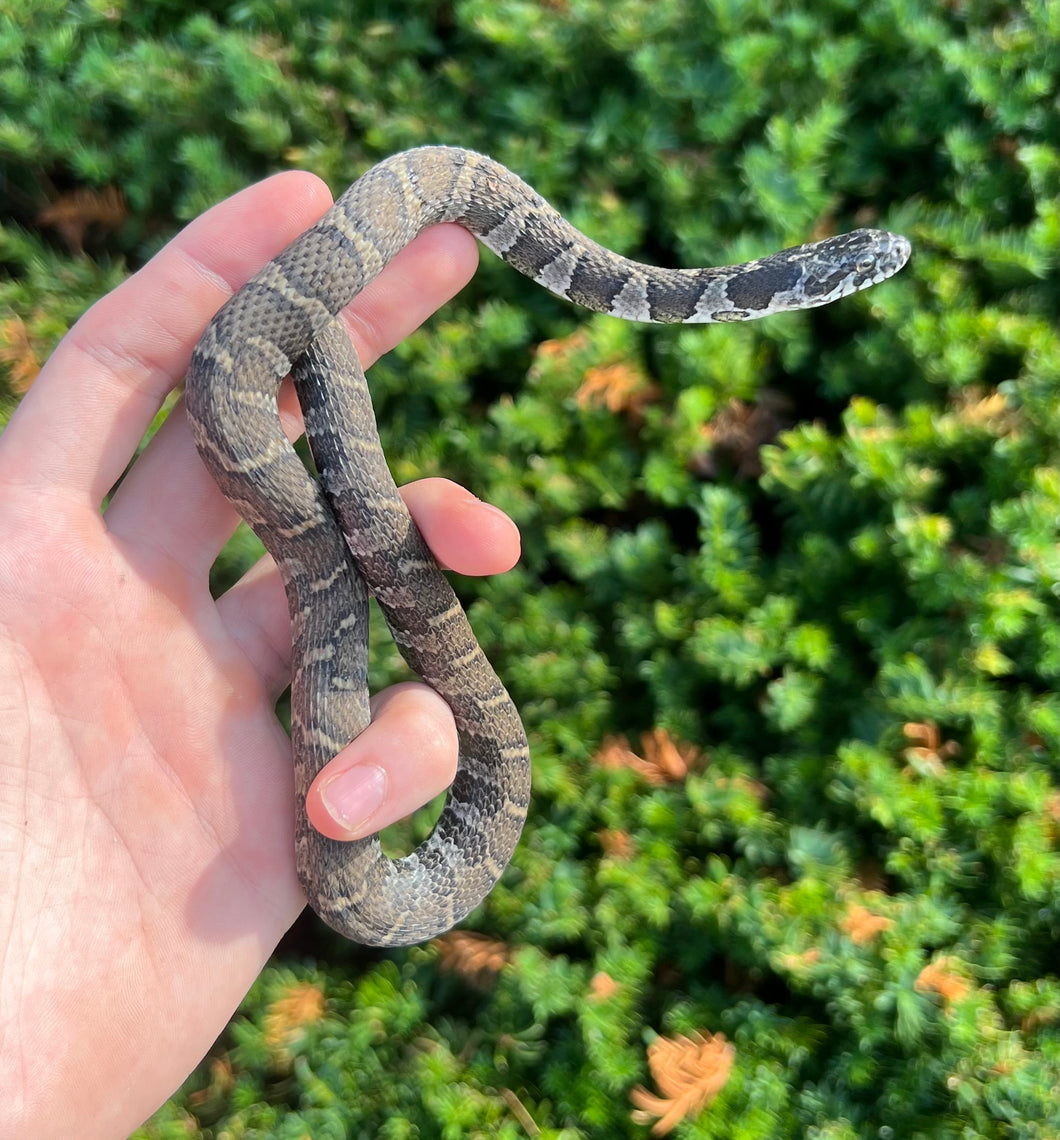 Juvenile Northern Water Snake (Male)