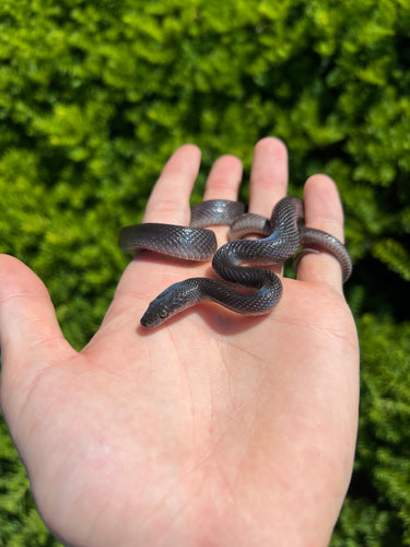 Adult Black House Snake