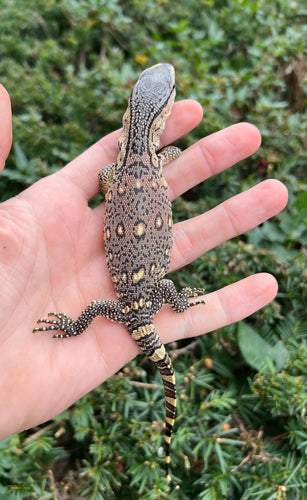 Baby Black Throat Monitor (7)