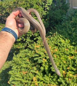 Adult Goini Kingsnake (Male)