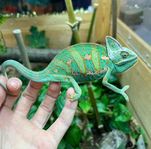 Sub-Adult Veiled Chameleon